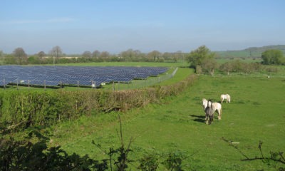 A green field with solar panels on one side and light-colored horses on the other.