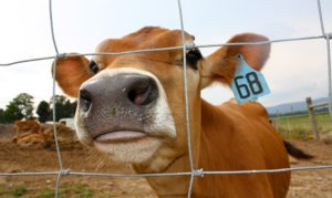 A brown jersey calf nose presses against a metal fence.
