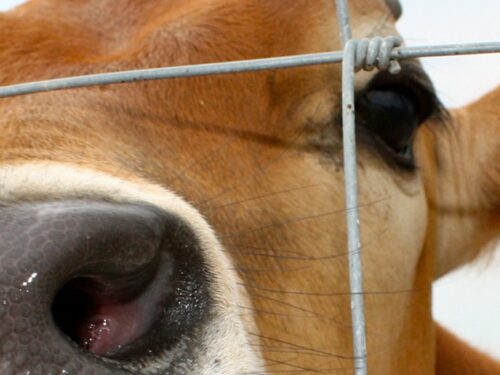 A brown jersey calf nose presses against a metal fence.