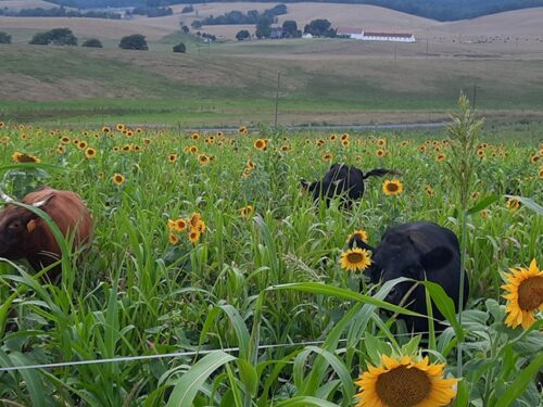 This summer, more than 60 area producers joined Shenandoah Valley Conservation Collaborative (SVCC) partners to tour two local farms.