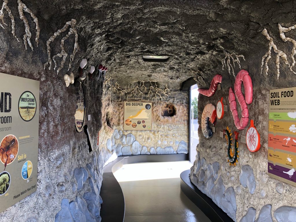 Photo of the inside of the underground classroom which appears like a tunnel through the dirt lined with roots and worms.