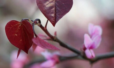 Image of a redbud in bloom focused on two red heart shaped leaves.