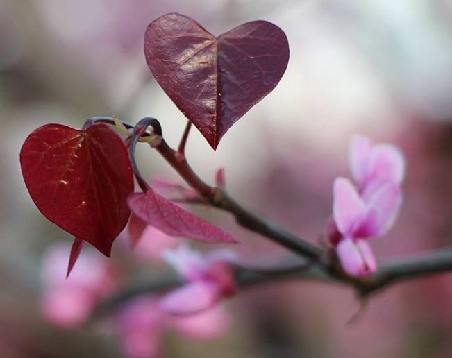 Image of a redbud in bloom focused on two red heart shaped leaves.