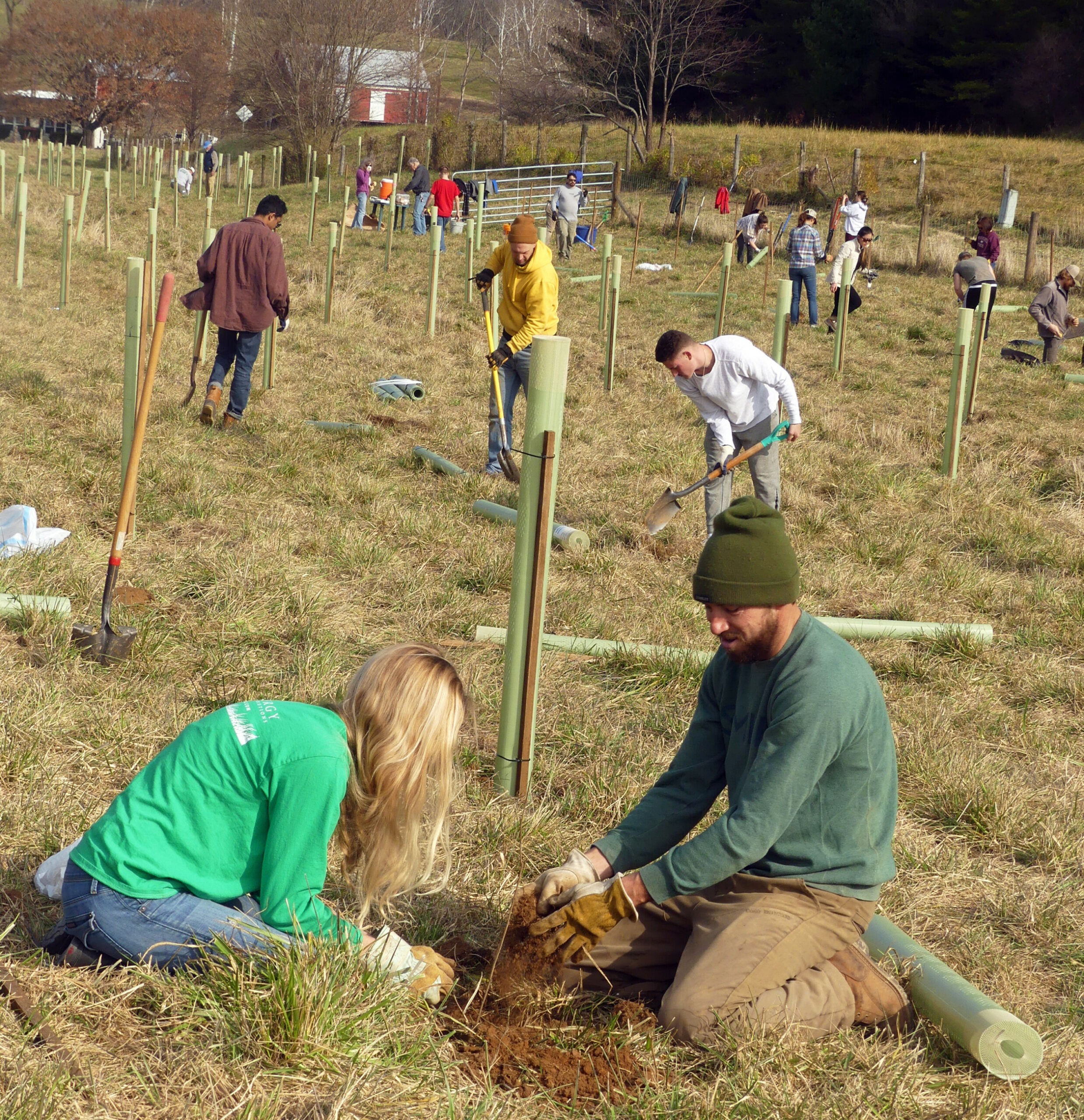 Many volunteers are planting trees and installing protective plastic sheaths in a large field.