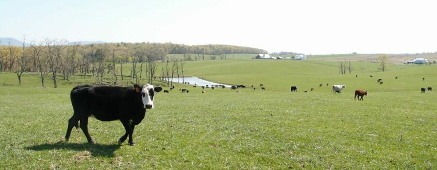 A cow seemingly stops to pose for the camera in a lush green field with a small pond and some trees.