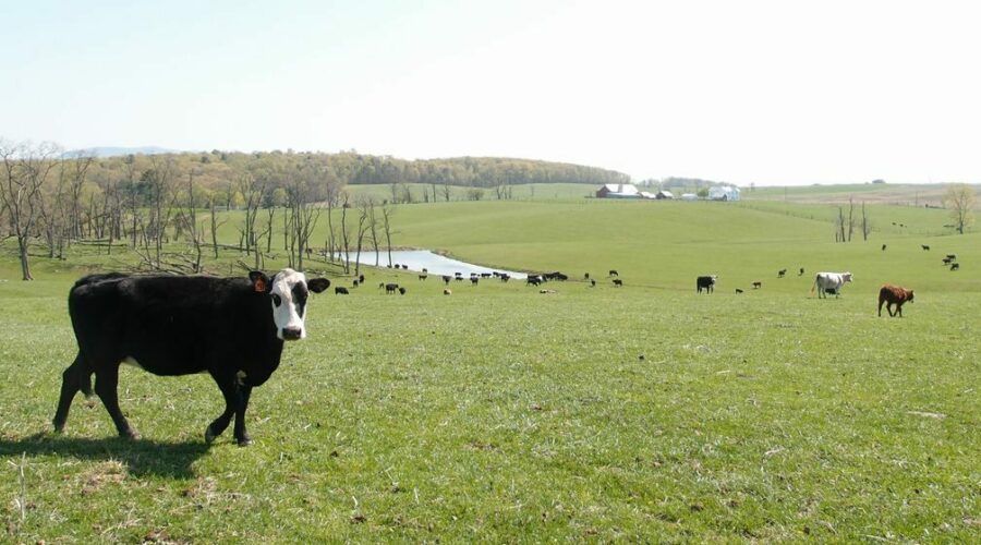 A cow seemingly stops to pose for the camera in a lush green field with a small pond and some trees.