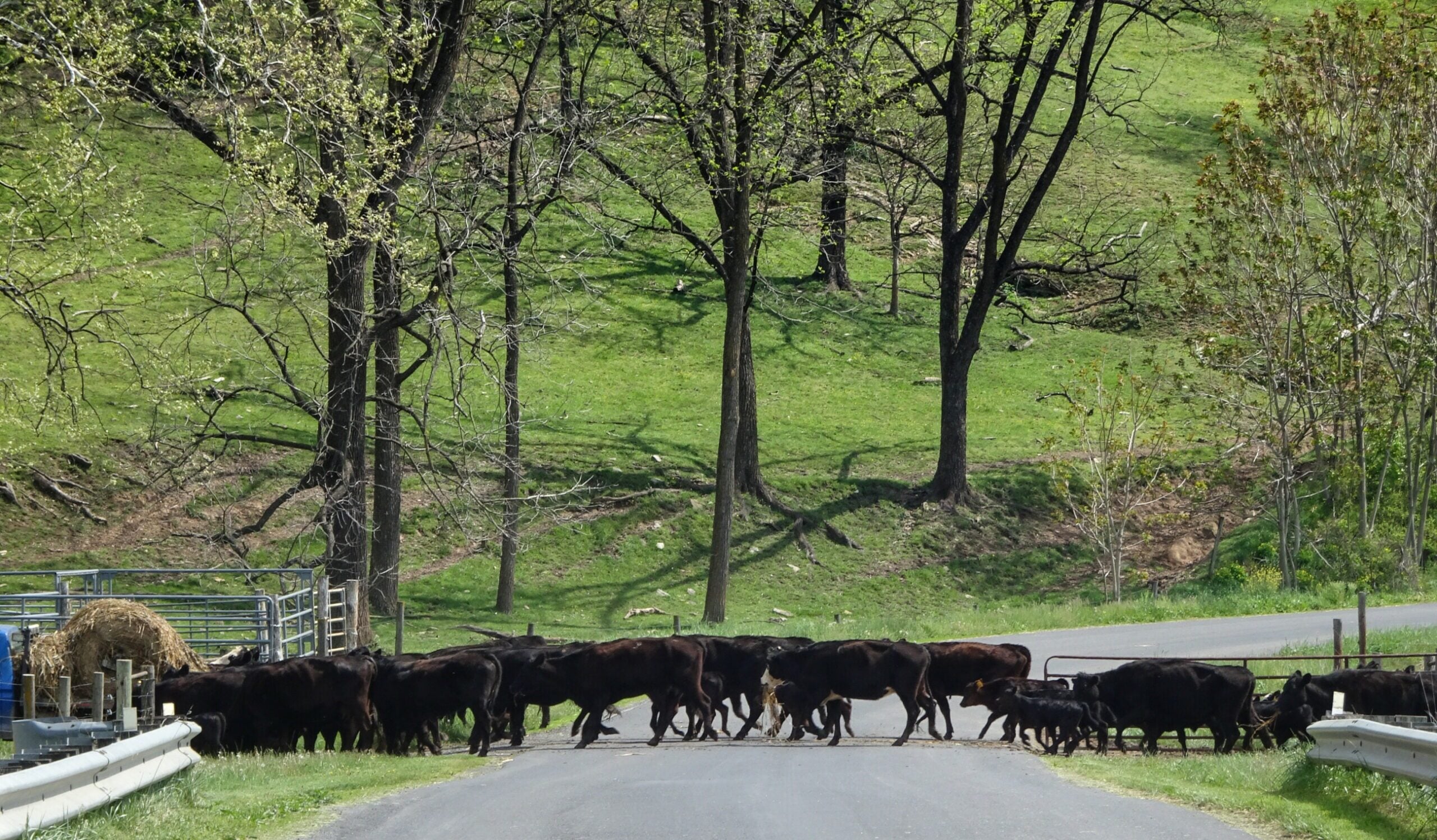 Cows mosey across a rural paved road to get to some hay on the other side.