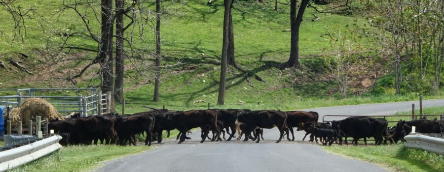 Cows mosey across a rural paved road to get to some hay on the other side.