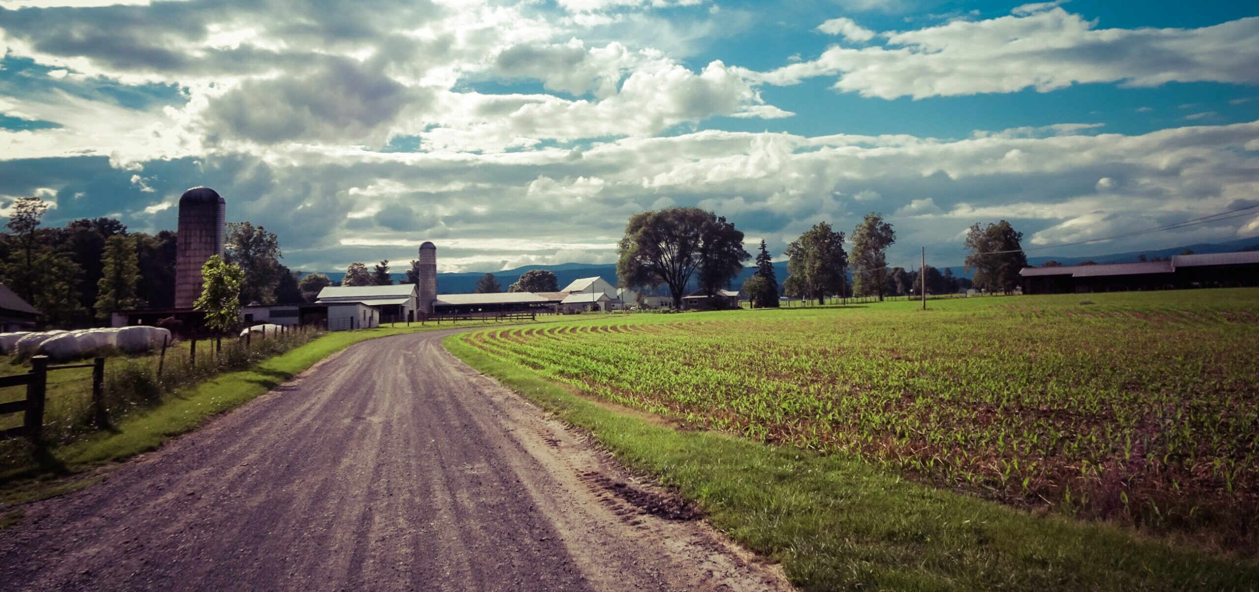 A gravel road cuts through a spring farm field of corn on one side and a barn and homestead on the other under a spectacular light blue sky dotted with clouds.