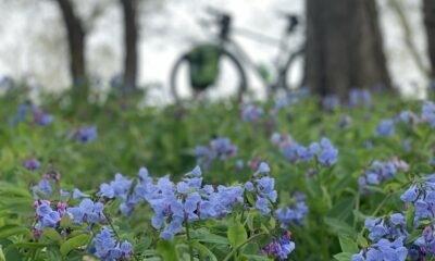 An out-of-focus bicycle leaning against a wide tree trunk with bluebells blooming in the foreground.