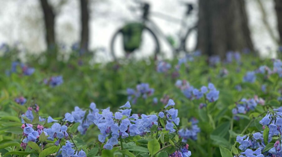 An out-of-focus bicycle leaning against a wide tree trunk with bluebells blooming in the foreground.