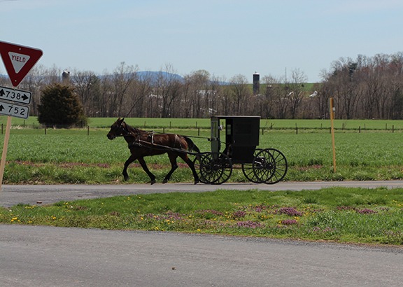 A brown horse pulling a black buggy along a paved road through farm fields.