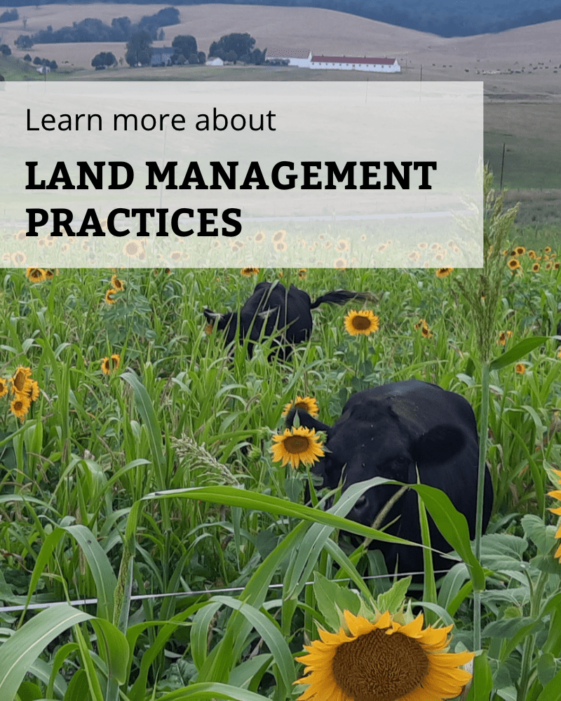 Black cows grazing in a field of mixed grasses including sunflowers overlayed with the text "learn more about land management practices."