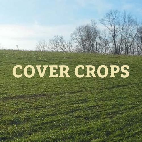 A winter field planted in green cover crop under a blue sky with leafless trees in the background all overlayed with the words 'cover crops'.