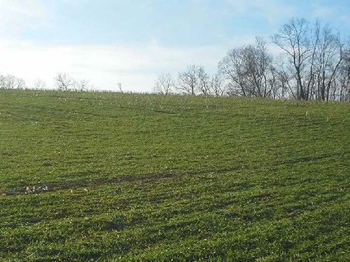 A winter field planted in green cover crop under a blue sky with leafless trees in the background.