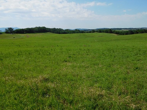 A pasture field with dense and lush green grasses.