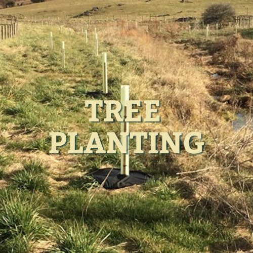 A very small stream bordered by freshly planted trees in plastic sheaths all overlayed with the words 'tree planting'.