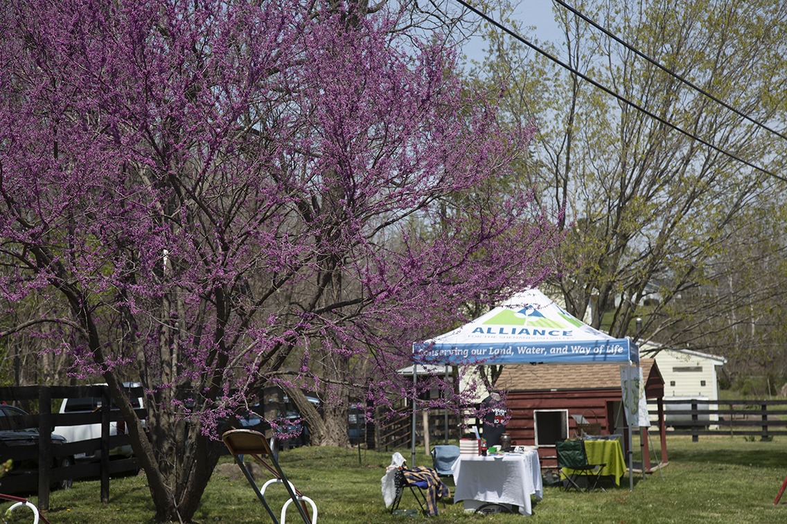 A redbud in full bloom in the foreground of an open field with an Alliance for the Shenandoah Valley tent in the background.