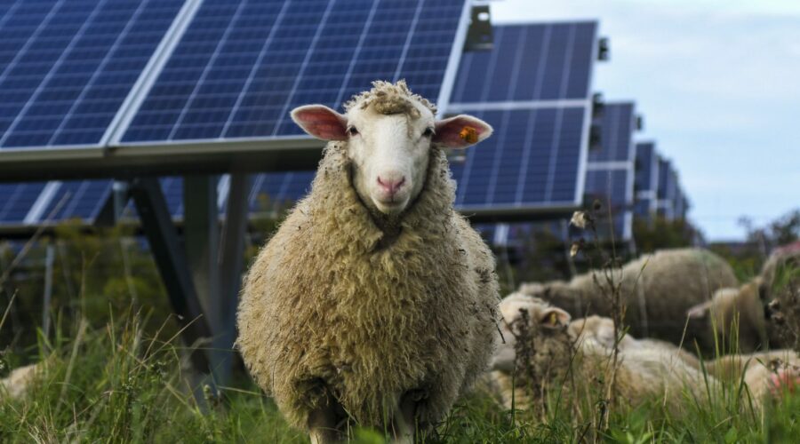 Sheep staring into lens, other sheep grazing in background under solar array under a blue sky.