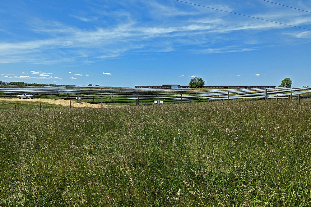 Solar panels in the distance peek above farm pasture grass under a bright blue sky.