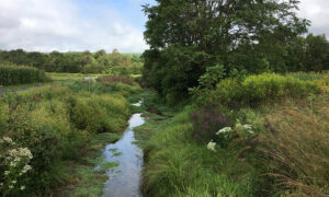 A small creek winds through a bank with lush plants, white and purple flowers alongside a field.