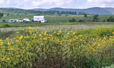 A gorgeous farm view with yellow flowers in the foreground, white barn and homestead in the field behind all backed by mountain ranges in the distance.