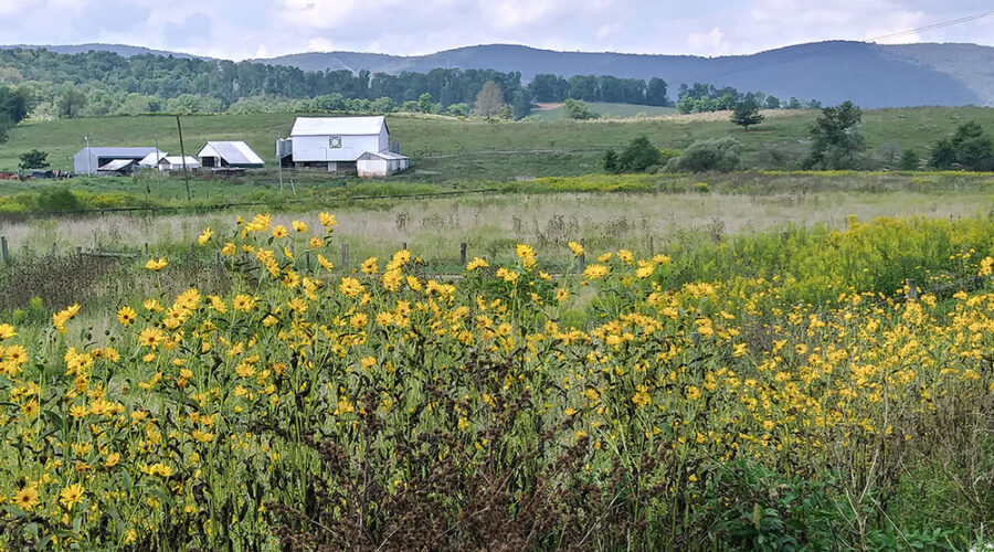 A gorgeous farm view with yellow flowers in the foreground, white barn and homestead in the field behind all backed by mountain ranges in the distance.