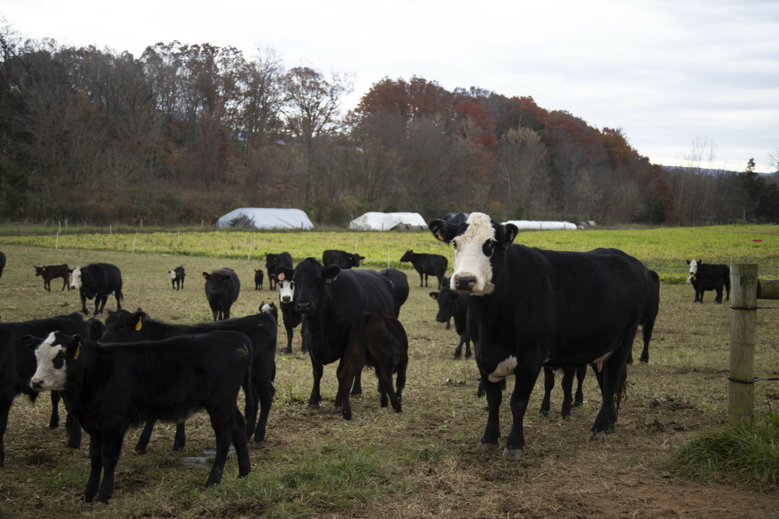A single cow in a herd of cows in a field pauses to look at the camera. It has a mostly white face and all-black body.