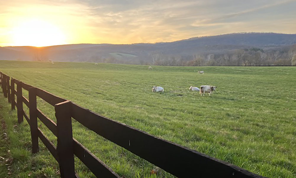 The sun peeks over a low mountain range overlooking a vast field with a few light-colored cattle grazing.