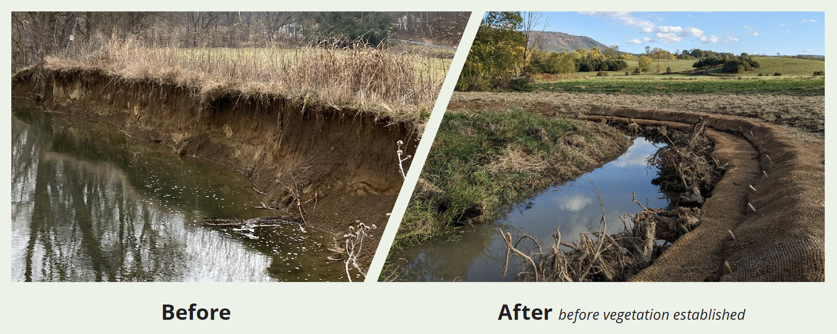 A split image graphic shows a muddy steep stream bank on the left with the word 'before' below it and the right sids shows a sloping freshly groomed and planted stream bank on the left with the words 'after, before vegetation established' below.