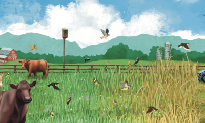 A colorful digital graphic similar to a painting that depicts a working farm meadow with cows, purple, white and yellow flowering grasses, and many, many birds.