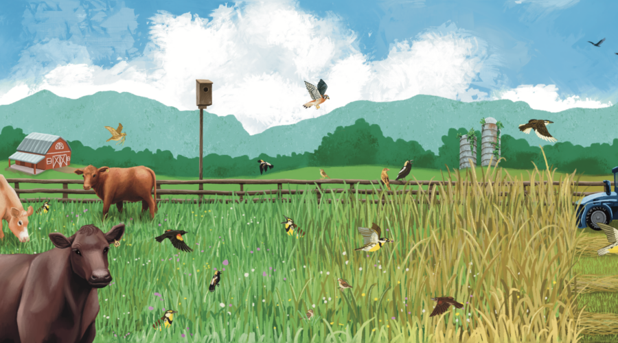 A colorful digital graphic similar to a painting that depicts a working farm meadow with cows, purple, white and yellow flowering grasses, and many, many birds.