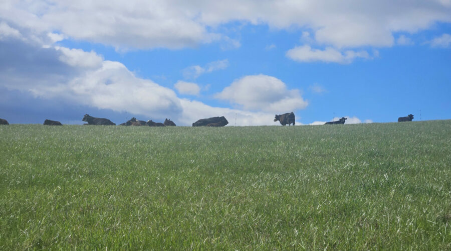 Black Cows stand atop a field ridge with lush green forage in the foreground and a bluebird sky with white fluffy clouds in the background.
