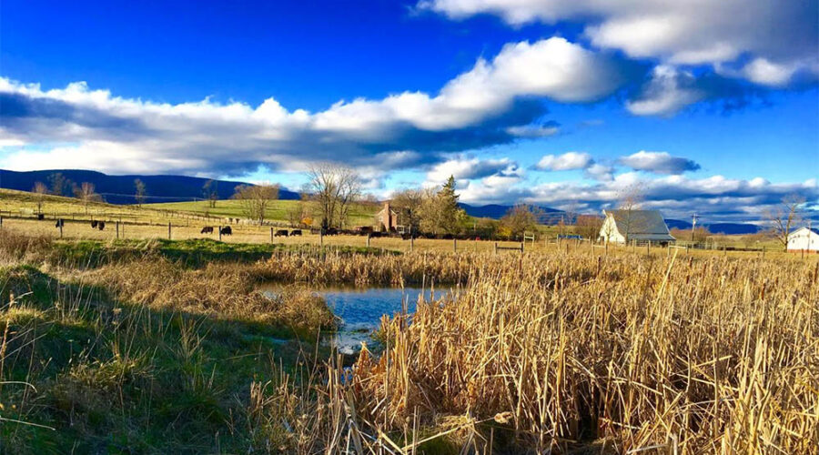 Bright blue water flows through tall grass in the foreground while cows graze in the background under a blue sky dotted with clouds.