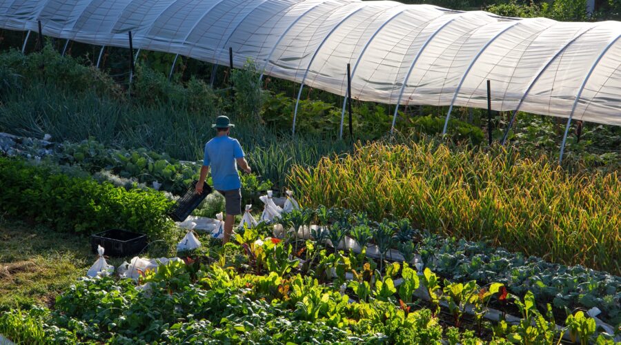 Strengthening Local Food Year-Round