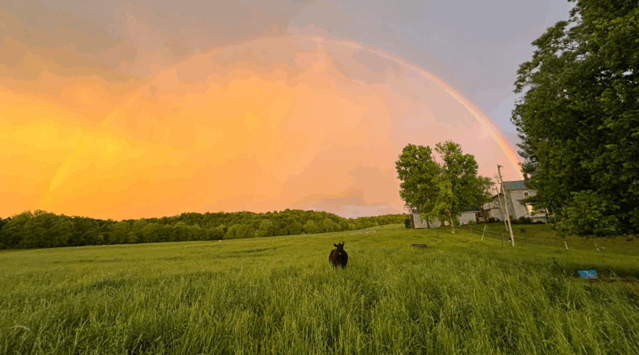 A cow standing in a field on Alex Moore's farm at sunset with a rainbow in the distance