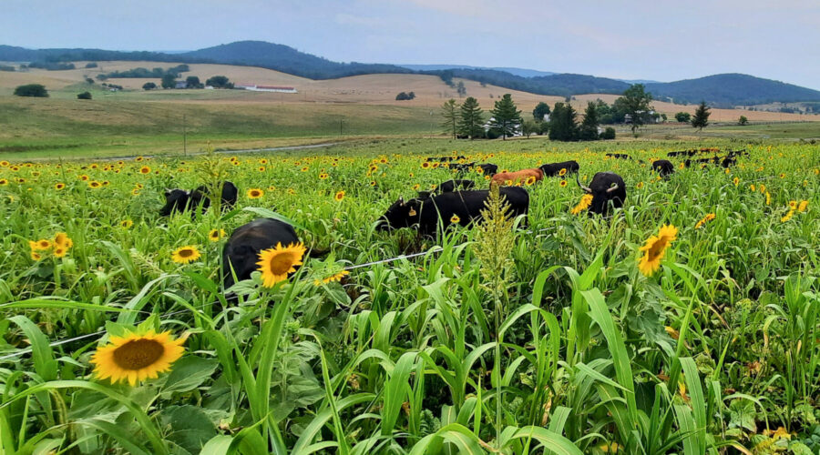 Landowner and Farmer Working Together in Conservation