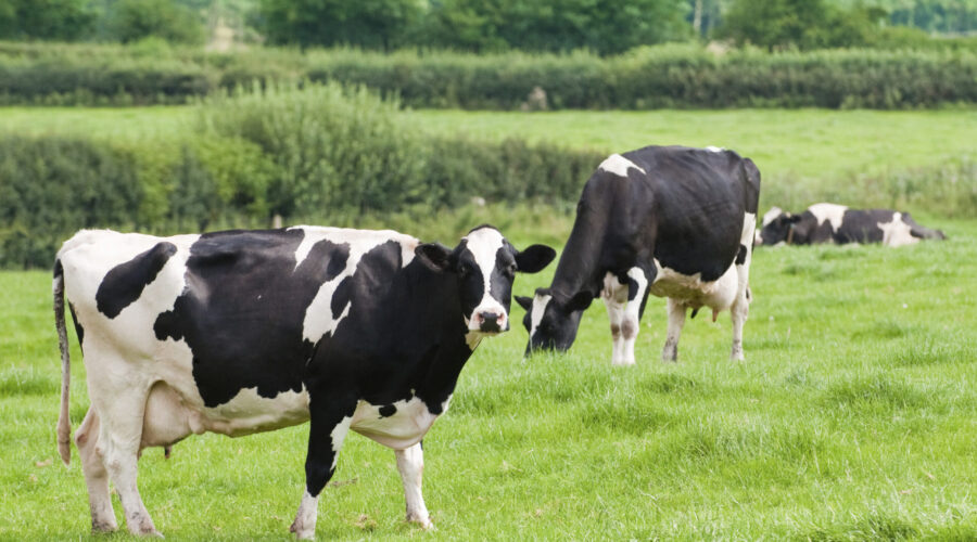 Farm, Conservation, and Dairy: The Paulsons’ Story