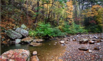 A mountain stream reflects hardwood trees beginning to show signs of fall.