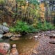 Roadless Rule at Risk: Speak Up Now to Protect GW National Forest